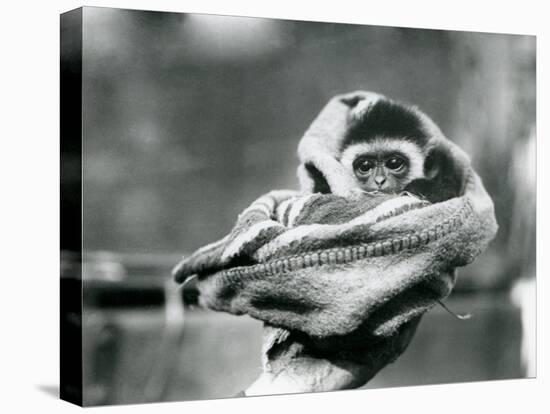 A Baby Gibbon Wrapped in a Blanket and Held in One Hand at London Zoo, June 1922-Frederick William Bond-Premier Image Canvas