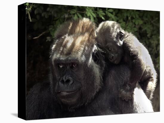 A Baby Gorilla Rests on His Mother Julia's Shoulder-null-Premier Image Canvas