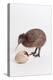 A baby kiwi bird chick next to the egg that he hatched from-Skip Brown-Premier Image Canvas