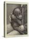 A Baby Orang-Outang-John Charles Dollman-Premier Image Canvas