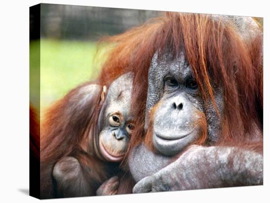 A Baby Orangutan Cuddles up Close to Her Mother at London Zoo, August 1991-null-Premier Image Canvas