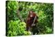 A Baby Orangutan in the Wild. Indonesia. the Island of Kalimantan (Borneo). an Excellent Illustrati-GUDKOV ANDREY-Premier Image Canvas