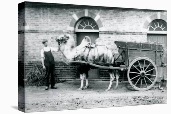 A Bactrian Camel Pulling a Dung Cart at London Zoo, 1913-Frederick William Bond-Premier Image Canvas