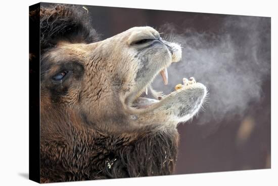 A Bactrian Camel with Steam Coming Out of its Mouth-null-Stretched Canvas