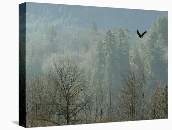 A Bald Eagle Flies Through the Mist High Above the Skagit River-null-Premier Image Canvas