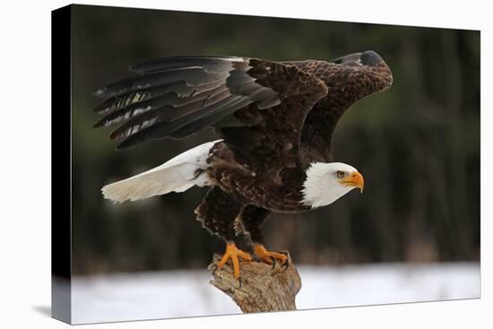 A Bald Eagle (Haliaeetus Leucocephalus) Taking Off.-Chris Hill-Premier Image Canvas