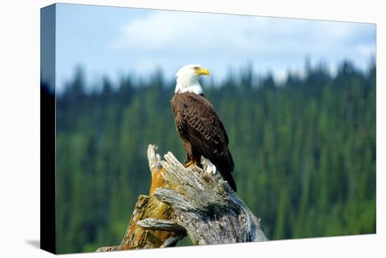 A bald eagle perching on a dead tree of Bowron Lake in Bowron Lake Provincial Park, B.C.-Richard Wright-Premier Image Canvas