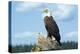 A Bald Eagle Perching on a Dead Tree Scans the Marsh of Bowron Lake-Richard Wright-Premier Image Canvas