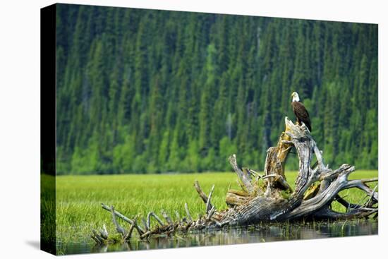 A Bald Eagle Perching on a Dead Tree Scans the Marsh of Bowron Lake-Richard Wright-Premier Image Canvas