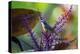 A Bananaquit Feeds from a Purple Flowering Plant in the Atlantic Rainforest-Alex Saberi-Premier Image Canvas