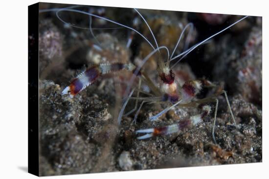 A Banded Coral Shrimp Crawls on the Seafloor-Stocktrek Images-Premier Image Canvas