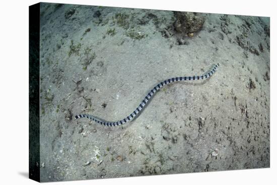 A Banded Sea Snake Swims over the Seafloor in Indonesia-Stocktrek Images-Premier Image Canvas