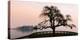 A bare tree at sunset next to Lake Maggiore with Isola Bella in the background, one of Borromeo Isl-Alexandre Rotenberg-Premier Image Canvas