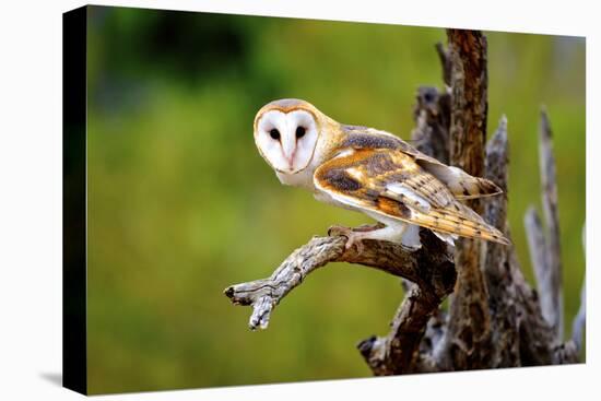 A Barn Owl (Tyto Alba) Perching-Richard Wright-Premier Image Canvas