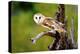 A Barn Owl (Tyto Alba) Perching-Richard Wright-Premier Image Canvas