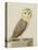 A Barn Owl (Tyto Alba)-Nicolas Robert-Premier Image Canvas