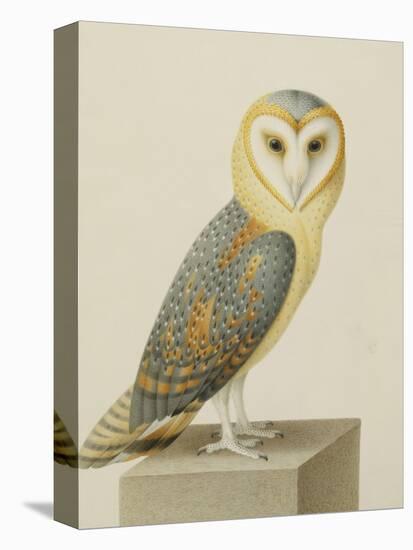 A Barn Owl (Tyto Alba)-Nicolas Robert-Premier Image Canvas