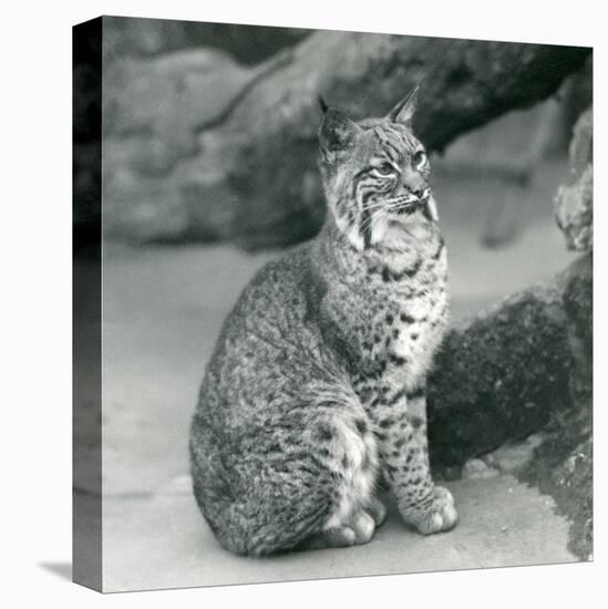 A Bay Lynx or Bobcat Sitting up at London Zoo, March 1927 (B/W Photo)-Frederick William Bond-Premier Image Canvas