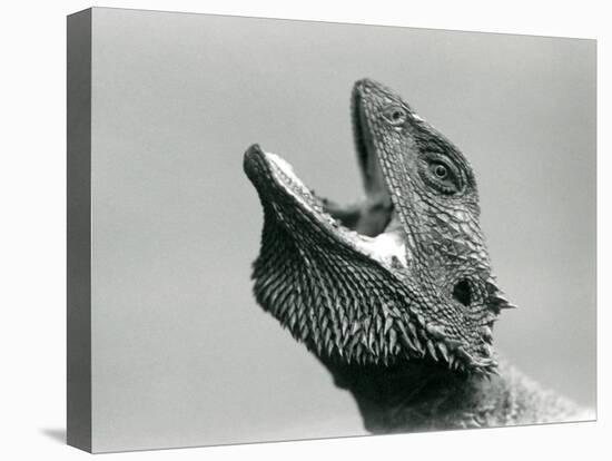 A Bearded Dragon Looking Upwards and Gaping, London Zoo, August 1928 (B/W Photo)-Frederick William Bond-Premier Image Canvas