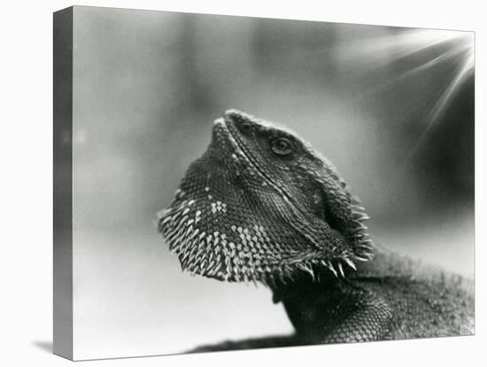 A Bearded Lizard Looking up at London Zoo in 1930 (B/W Photo)-Frederick William Bond-Premier Image Canvas
