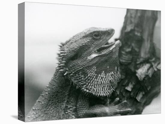 A Bearded Lizard with its Mouth Open, Holding on to a Branch, London Zoo, 1930 (B/W Photo)-Frederick William Bond-Premier Image Canvas