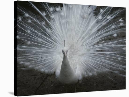 A Beautiful Albino Peacock (Pavo Species) Walks Toward the Camera-Paul Damien-Stretched Canvas