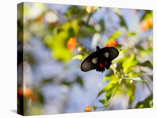 A Beautiful Butterfly in Iguazu National Park-Alex Saberi-Premier Image Canvas