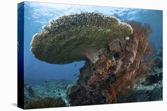 A Beautiful Coral Reef Thrives in Komodo National Park, Indonesia-Stocktrek Images-Premier Image Canvas