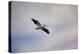 A Beautiful Day to Fly-Jai Johnson-Premier Image Canvas