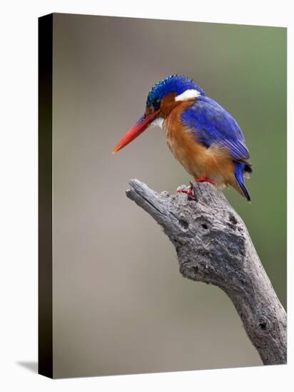 A Beautiful Malachite Kingfisher Perched Overlooking the Rufiji River in Selous Game Reserve-Nigel Pavitt-Premier Image Canvas