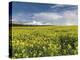 A Beautiful Spring View Showing a Rape Field Near Morston, Norfolk, England-Jon Gibbs-Premier Image Canvas