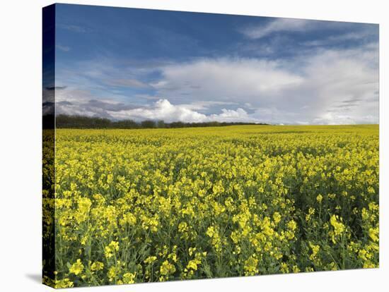 A Beautiful Spring View Showing a Rape Field Near Morston, Norfolk, England-Jon Gibbs-Premier Image Canvas