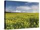 A Beautiful Spring View Showing a Rape Field Near Morston, Norfolk, England-Jon Gibbs-Premier Image Canvas
