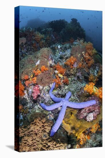 A Beautiful Starfish Lays on a Thriving Reef in Indonesia-Stocktrek Images-Premier Image Canvas