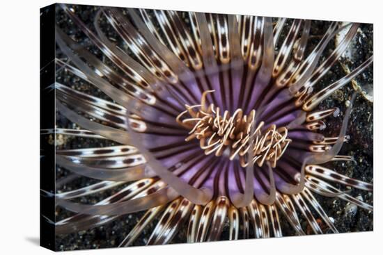 A Beautiful Tube Anemone, Lembeh Strait, Indonesia-Stocktrek Images-Premier Image Canvas