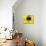 A Bee Collects Pollen from a Black-Eyed Susan-null-Premier Image Canvas displayed on a wall