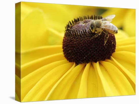 A Bee Collects Pollen from a Black-Eyed Susan-null-Premier Image Canvas