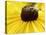 A Bee Collects Pollen from a Black-Eyed Susan-null-Premier Image Canvas