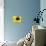 A Bee Collects Pollen from a Black-Eyed Susan-null-Premier Image Canvas displayed on a wall