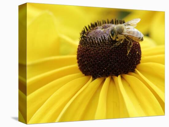 A Bee Collects Pollen from a Black-Eyed Susan-null-Premier Image Canvas