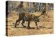 A Bengal tiger (Panthera tigris tigris) walking, Bandhavgarh National Park, Madhya Pradesh, India,-Sergio Pitamitz-Premier Image Canvas