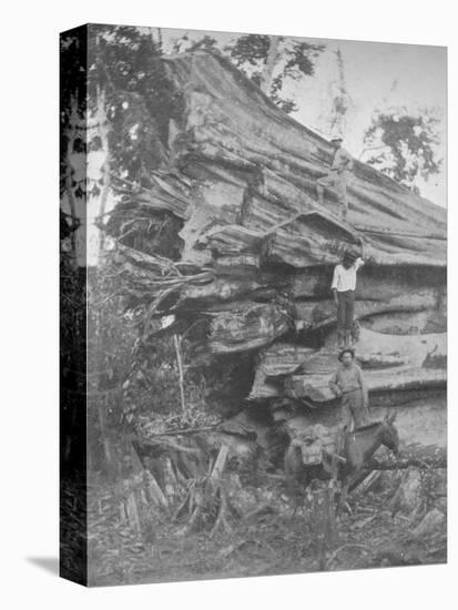 'A big bit of Brazilian Timber', 1914-Unknown-Premier Image Canvas