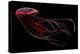A Bioluminescent Red Jellyfish-null-Stretched Canvas