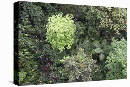 A Birds-Eye-View of Different Shades of Green from Trees Making Up the Forest-Stacy Bass-Premier Image Canvas