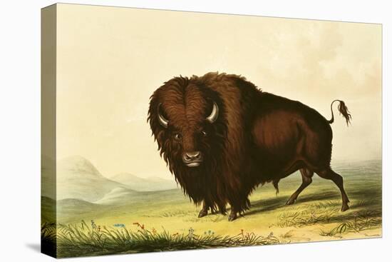 A Bison, circa 1832-George Catlin-Premier Image Canvas