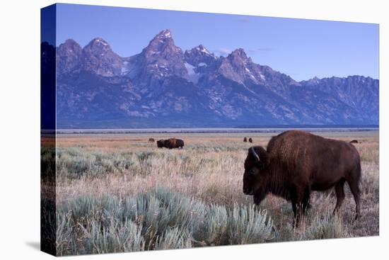 A Bison in a Meadow with the Teton Mountain Range as a Backdrop, Grand Teton National Park, Wyoming-Adam Barker-Premier Image Canvas