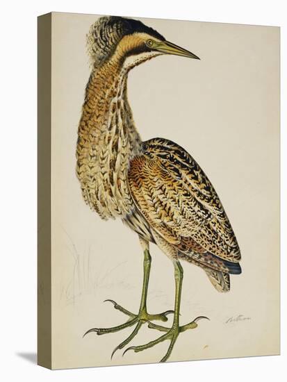 A Bittern-Christopher Atkinson-Premier Image Canvas