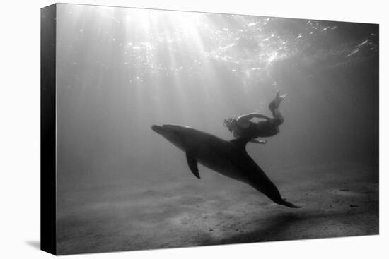 A Black and White Image of a Bottlenose Dolphin and Snorkeller Interacting Contre-Jour-Paul Springett-Premier Image Canvas