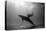 A Black and White Image of a Bottlenose Dolphin and Snorkeller Interacting Contre-Jour-Paul Springett-Premier Image Canvas