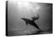 A Black and White Image of a Bottlenose Dolphin and Snorkeller Interacting Contre-Jour-Paul Springett-Premier Image Canvas